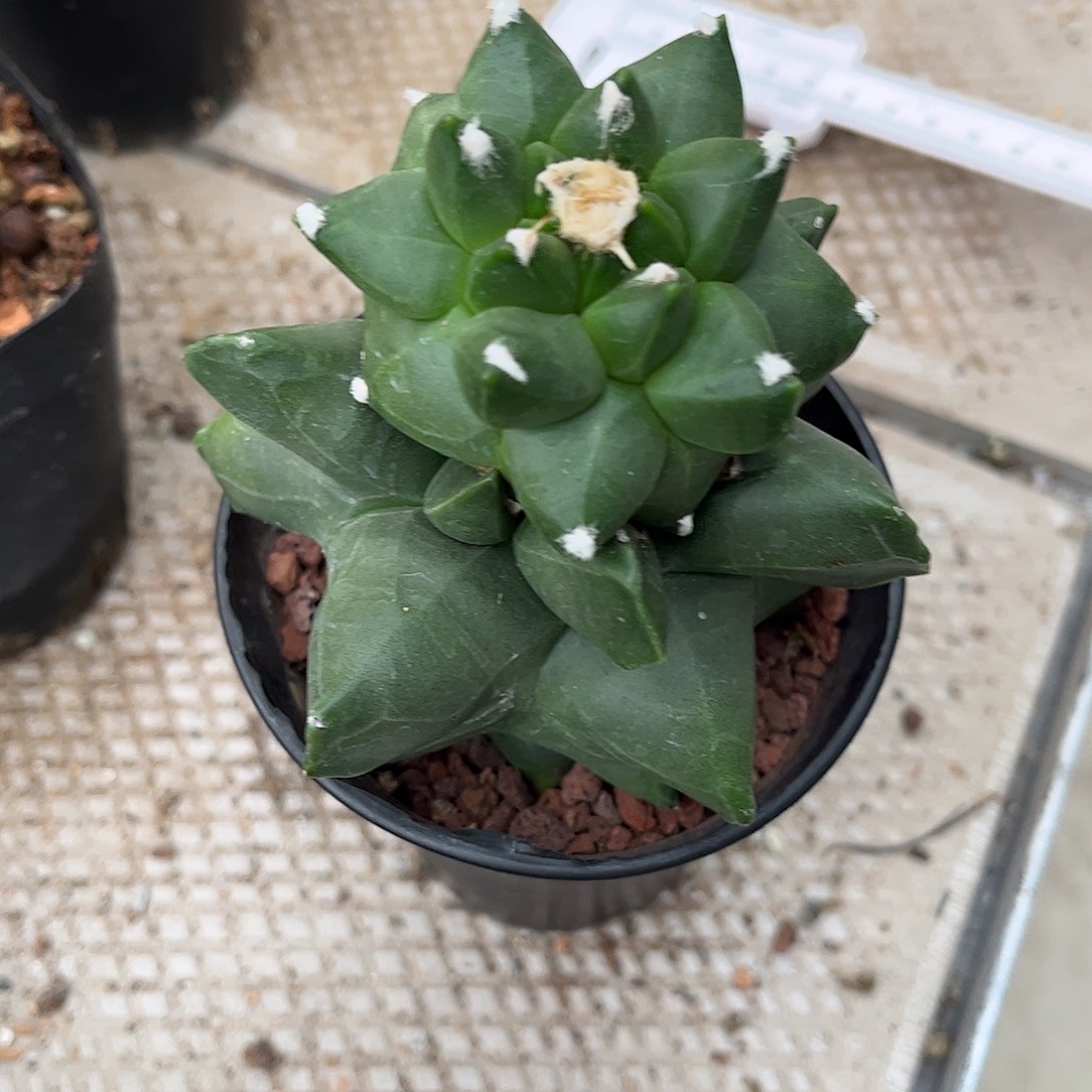 用***3无花朵脚要求上求一颗