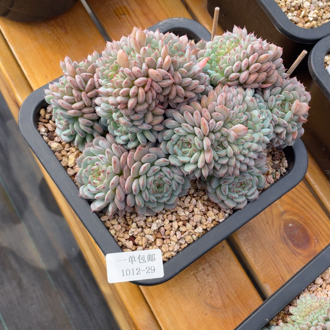 小**。1012-29-白胖子。。，，。。