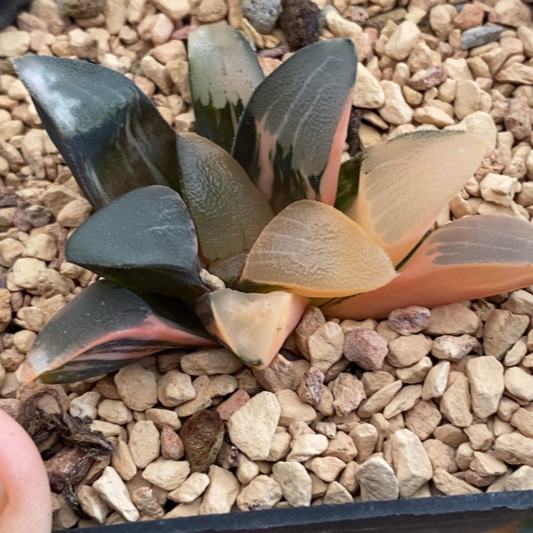 650克多肉植物提取