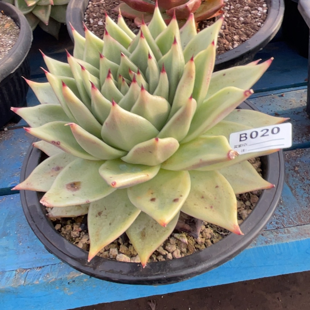 无花朵若如东云单拍D020