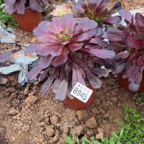 945爱神不包断枝