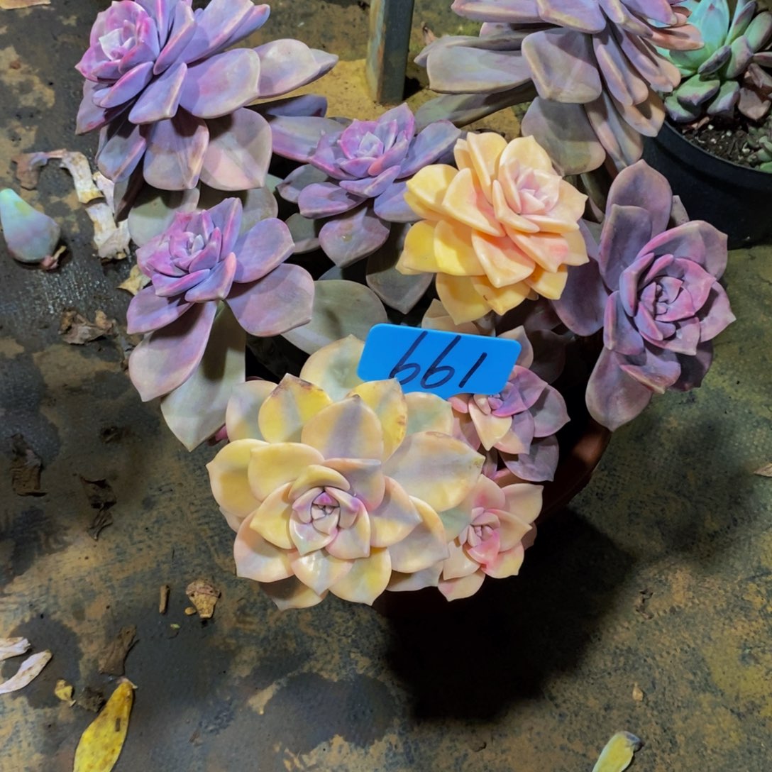 蓝***鸟紫乐带锦661。           