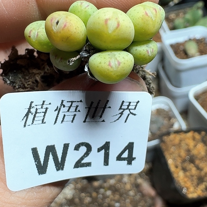 214号多肉植物哇f g