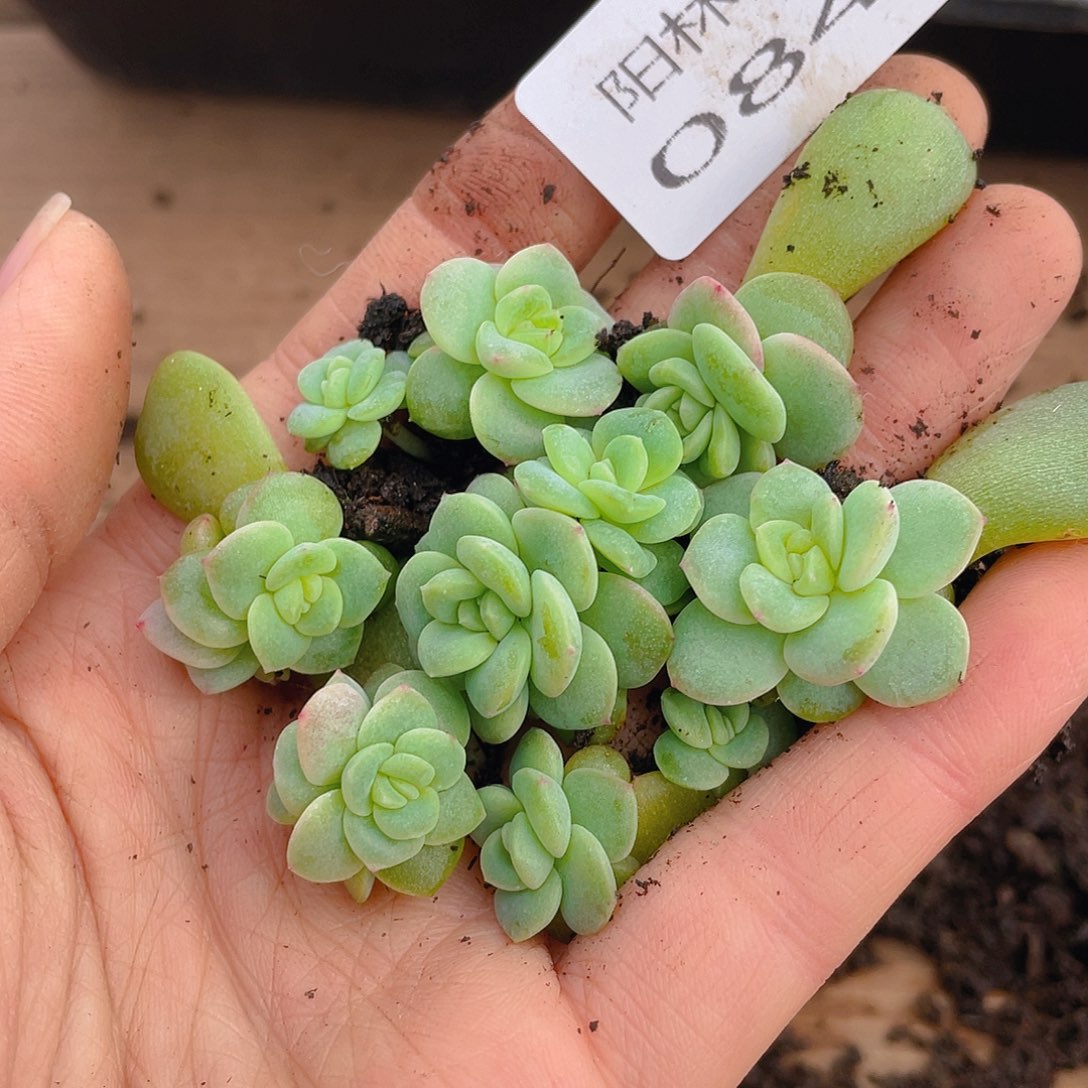 多肉植物多肉植物849