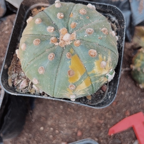 2656木心根仙人球的