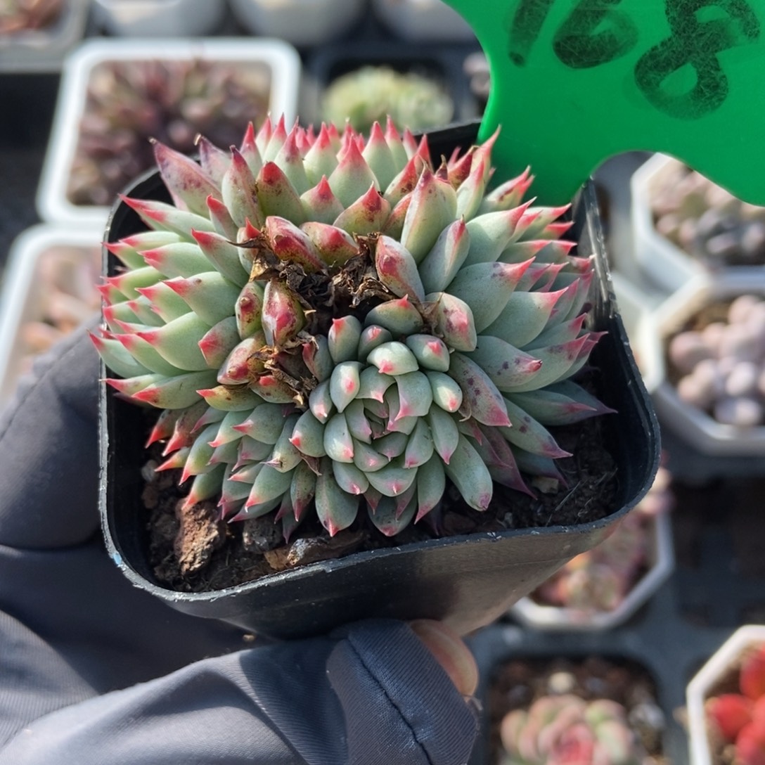 968琵琶仙子多肉植物