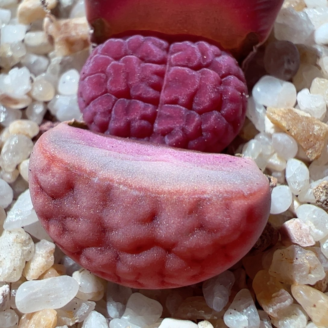 103-283多肉玫瑰多肉