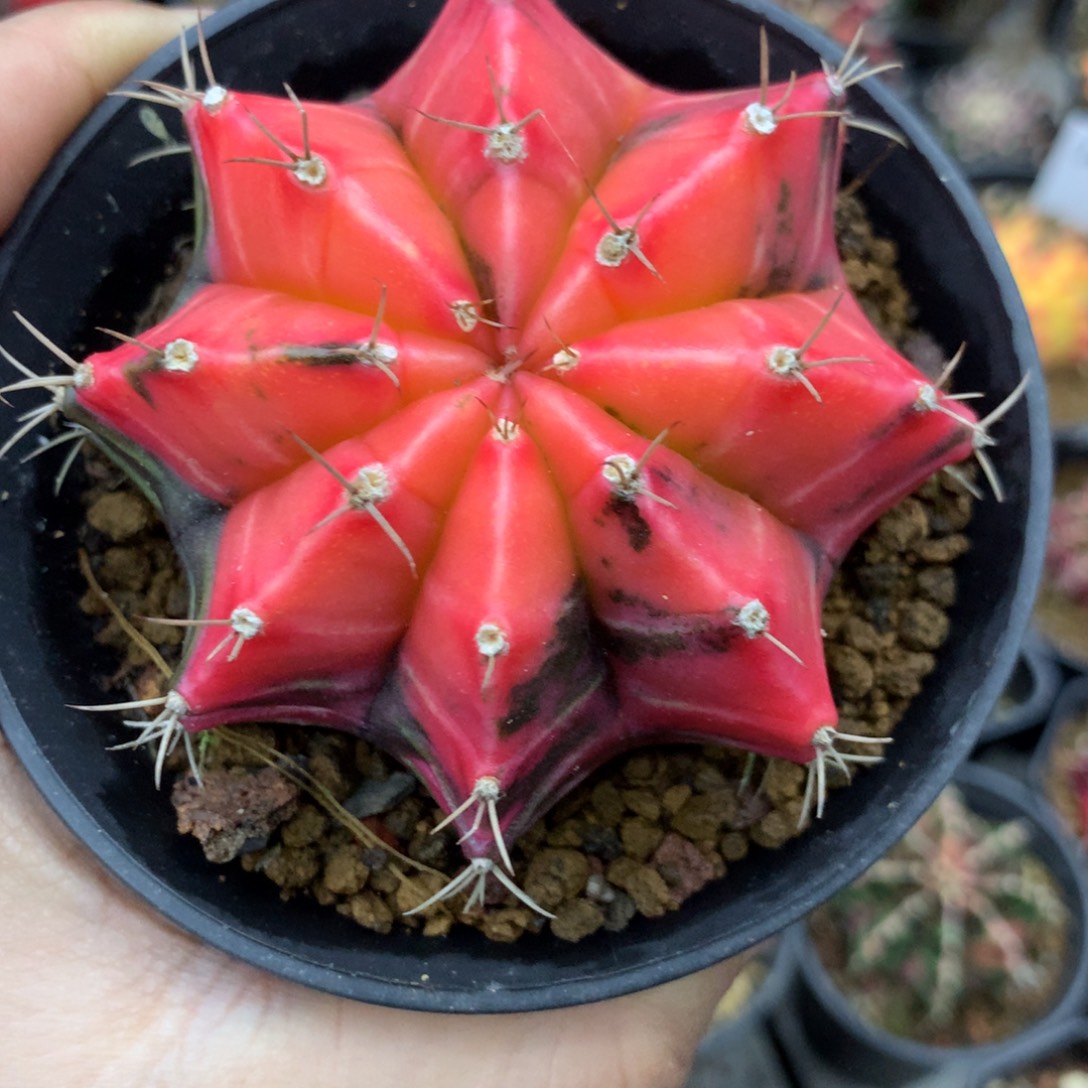 仙人球米哈牡丹锦