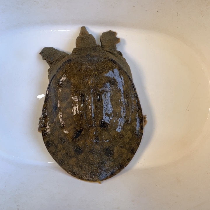 中国大陆视频开箱验货 死了包赔