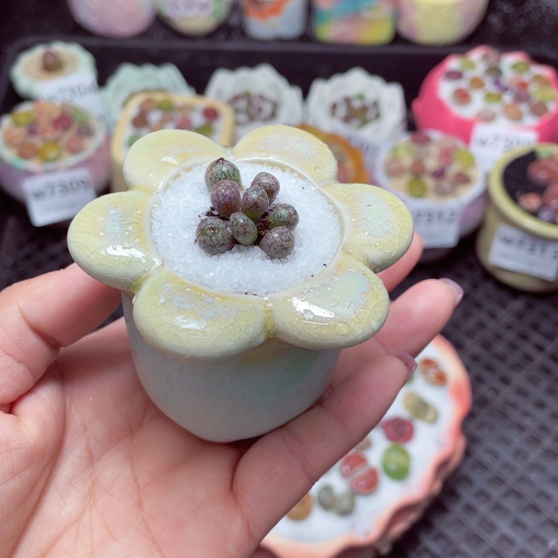 w7314 -零下地区拍保温箱-15支持寄养