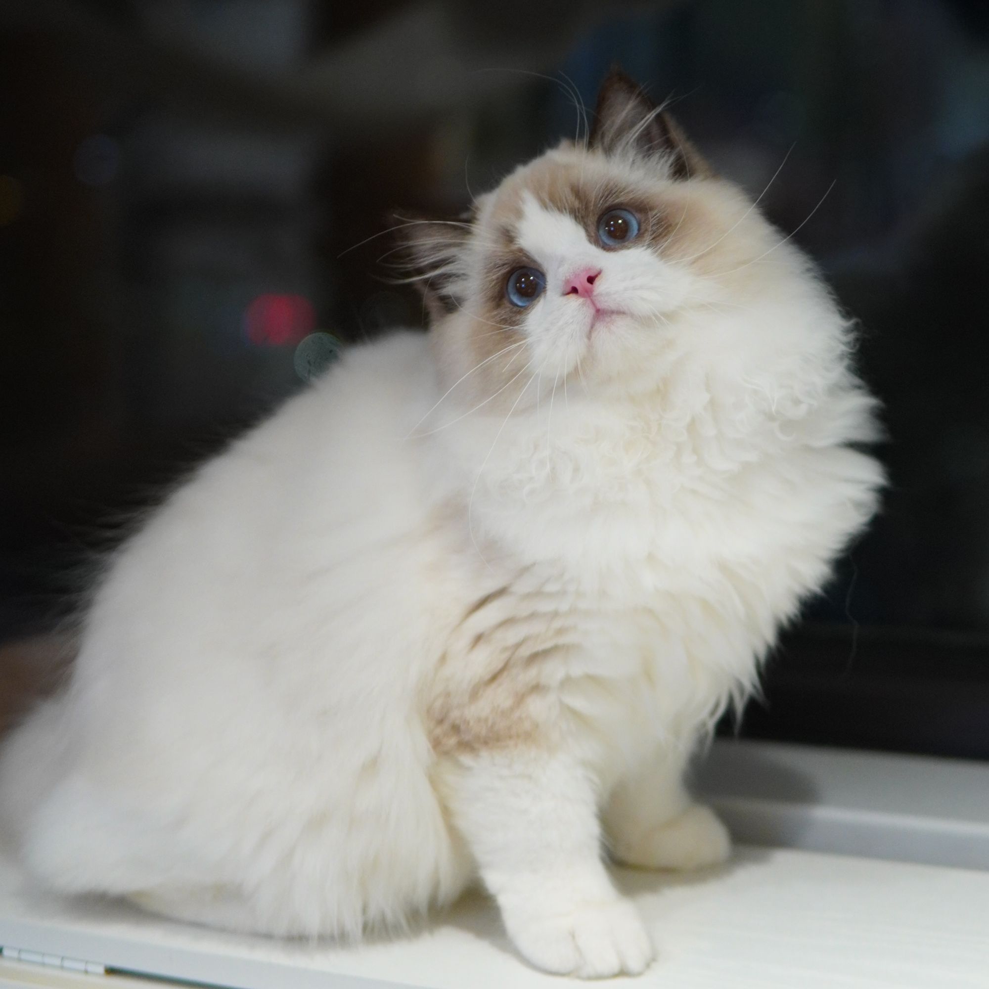 【糖芯儿猫舍】米团-弟弟｜甜美系布偶猫活体猫咪