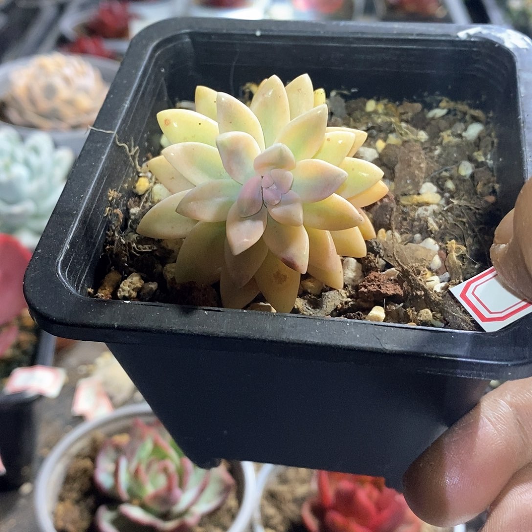 A828精美多肉秋丽锦