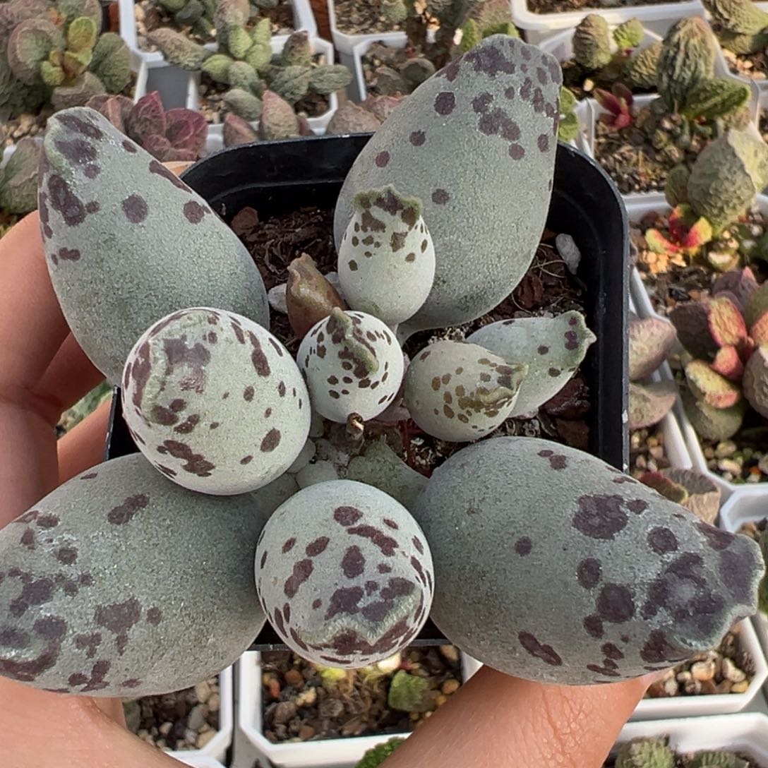 白肌红蛋单头纯木质桩