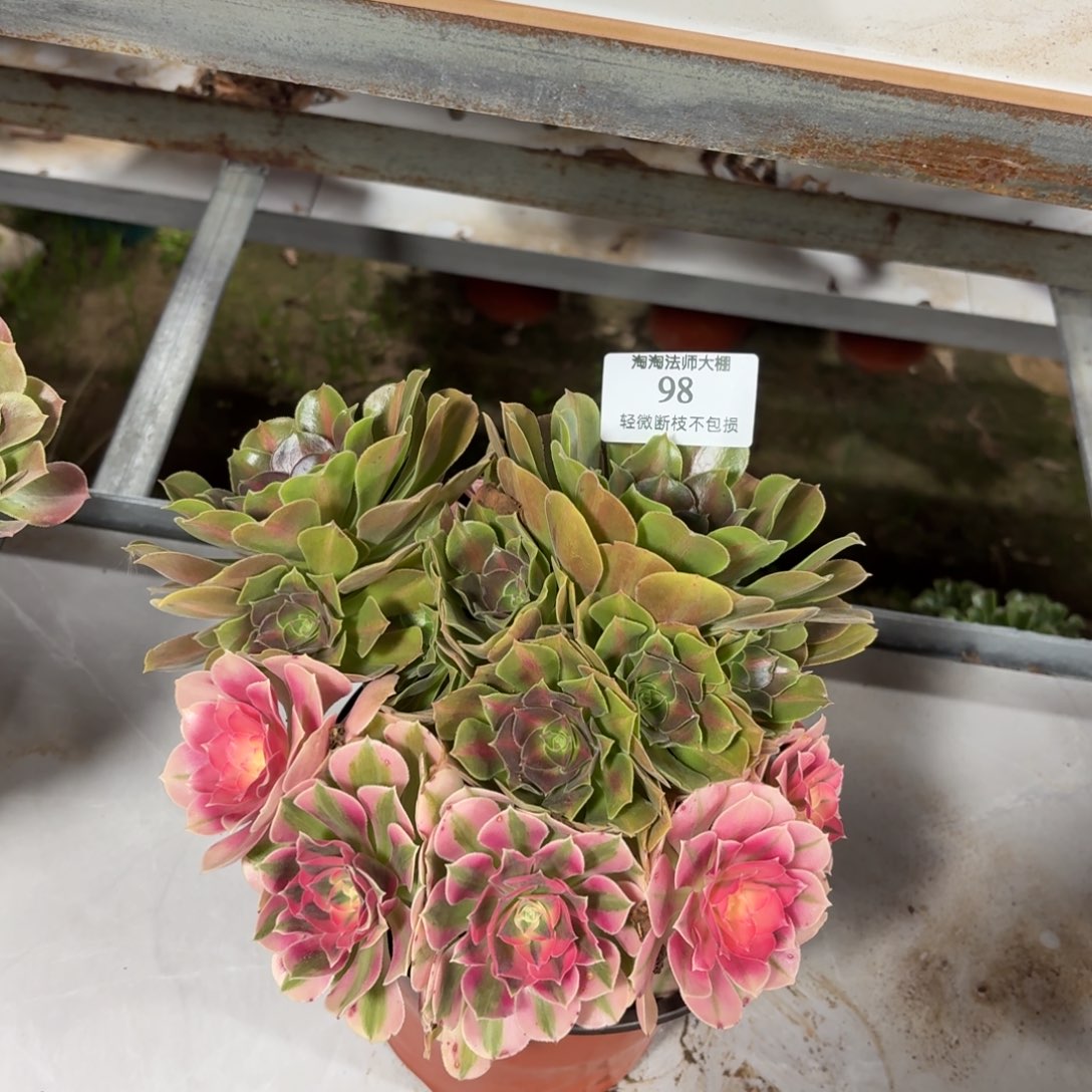 98粉女巫阴阳多肉植物法师