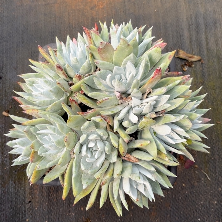 苹果叶雪山二代，仙女杯多肉