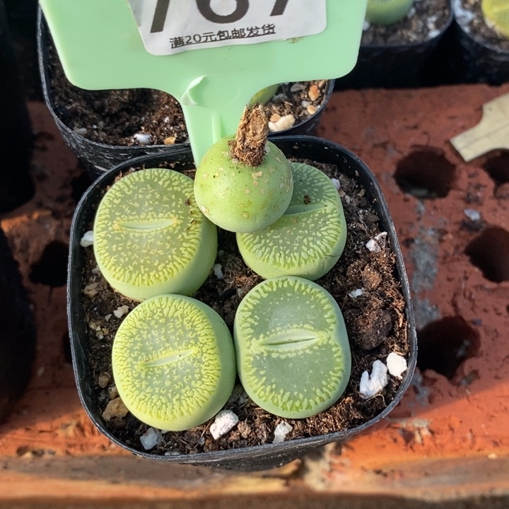 多***仙生石花等植物的生长767