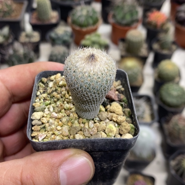 实生月世界特价福利