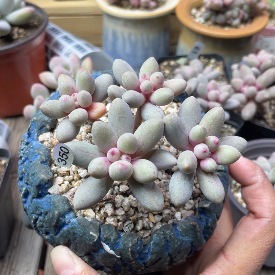 仙子奶酪多肉植物