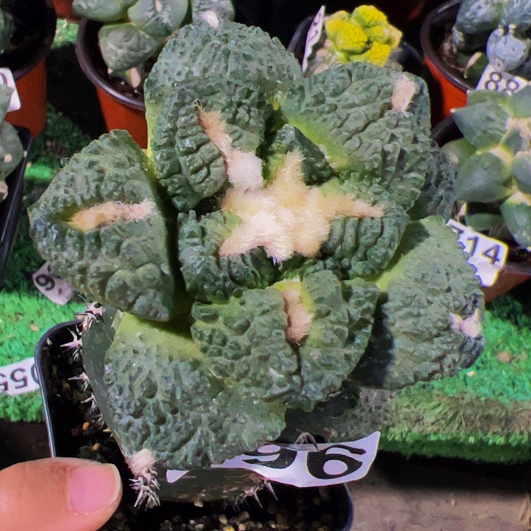 无花朵大尤龟甲牡丹196