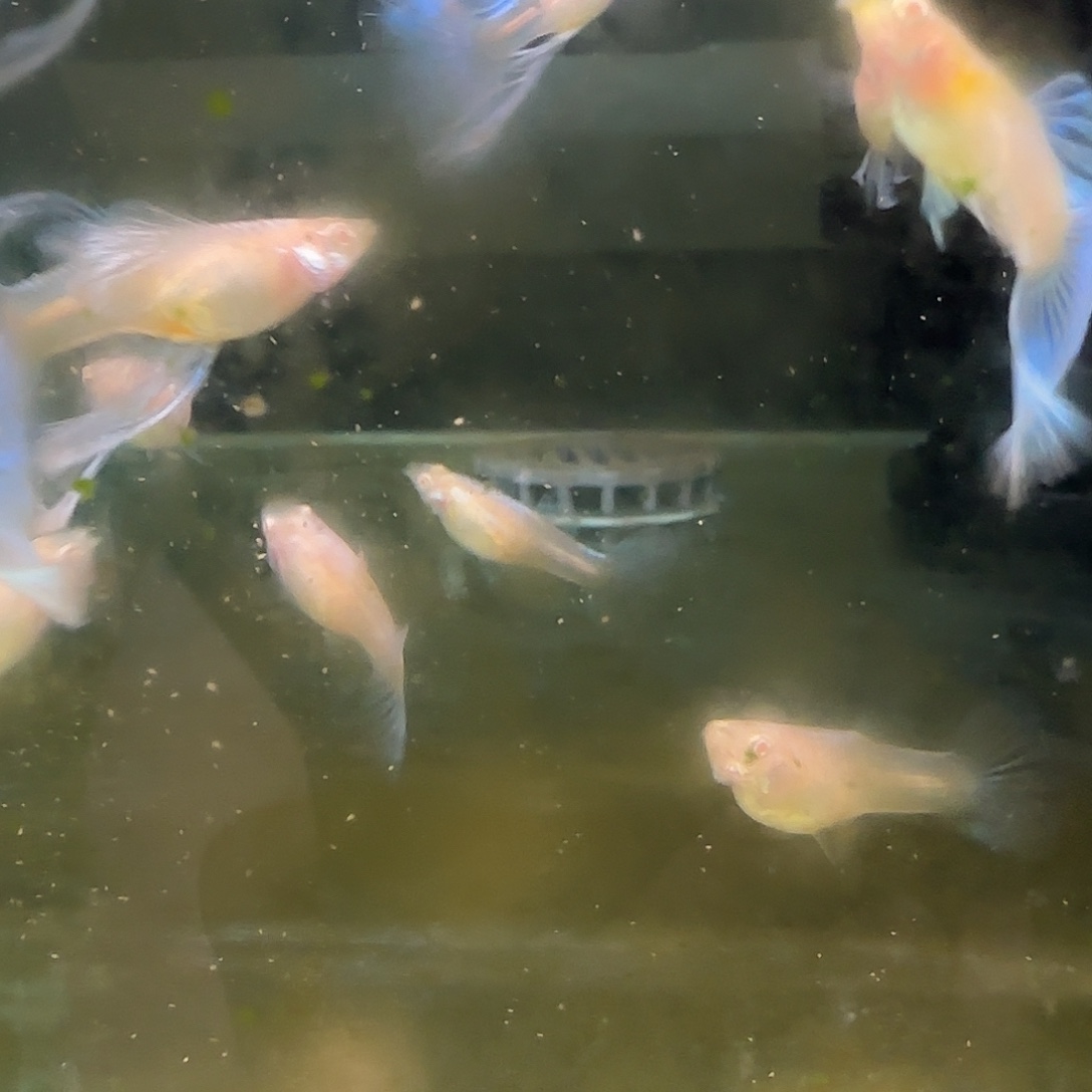 孔雀鱼清缸蓝白长公笨母15条随机