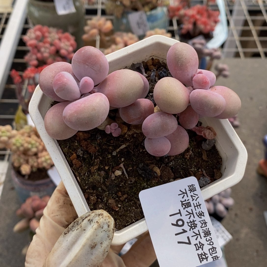 腰子桃蛋917/8c m