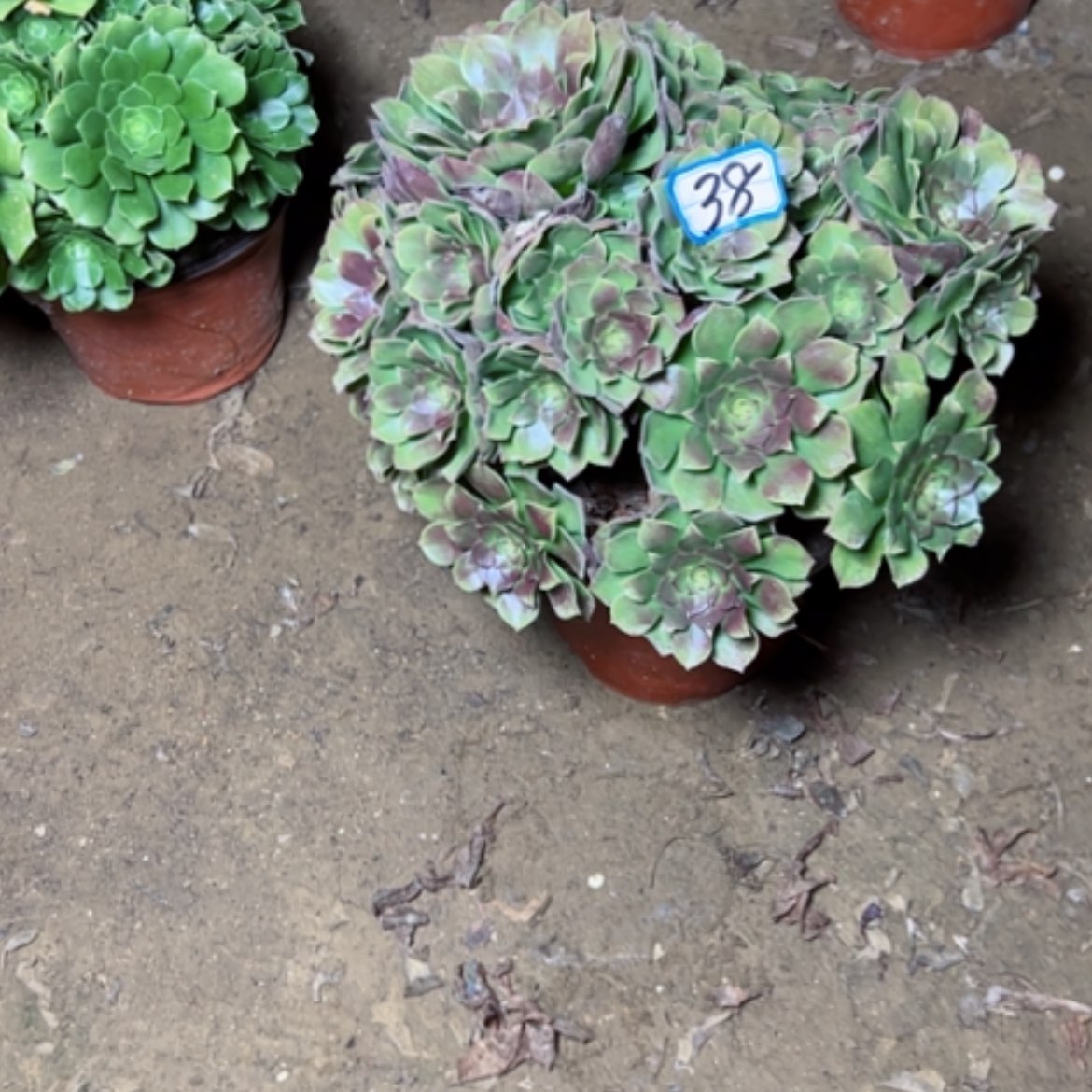 【闪购商品】多肉植物万圣节38