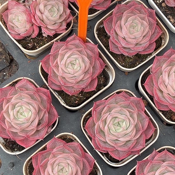 多肉植物优选新品446