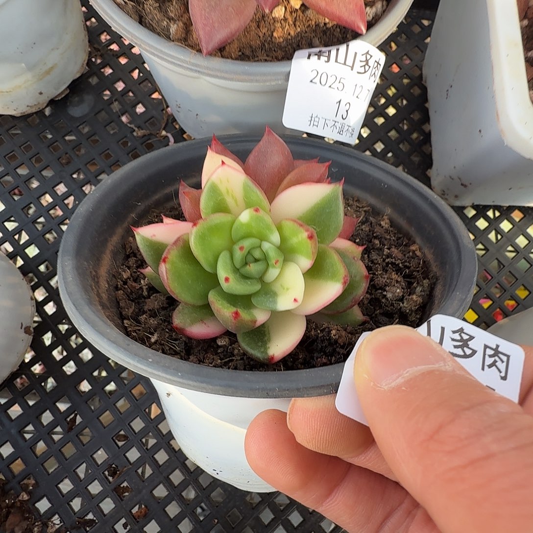 冬云锦11111127-12