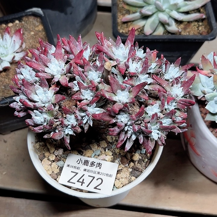 小鹿多肉一物一拍472