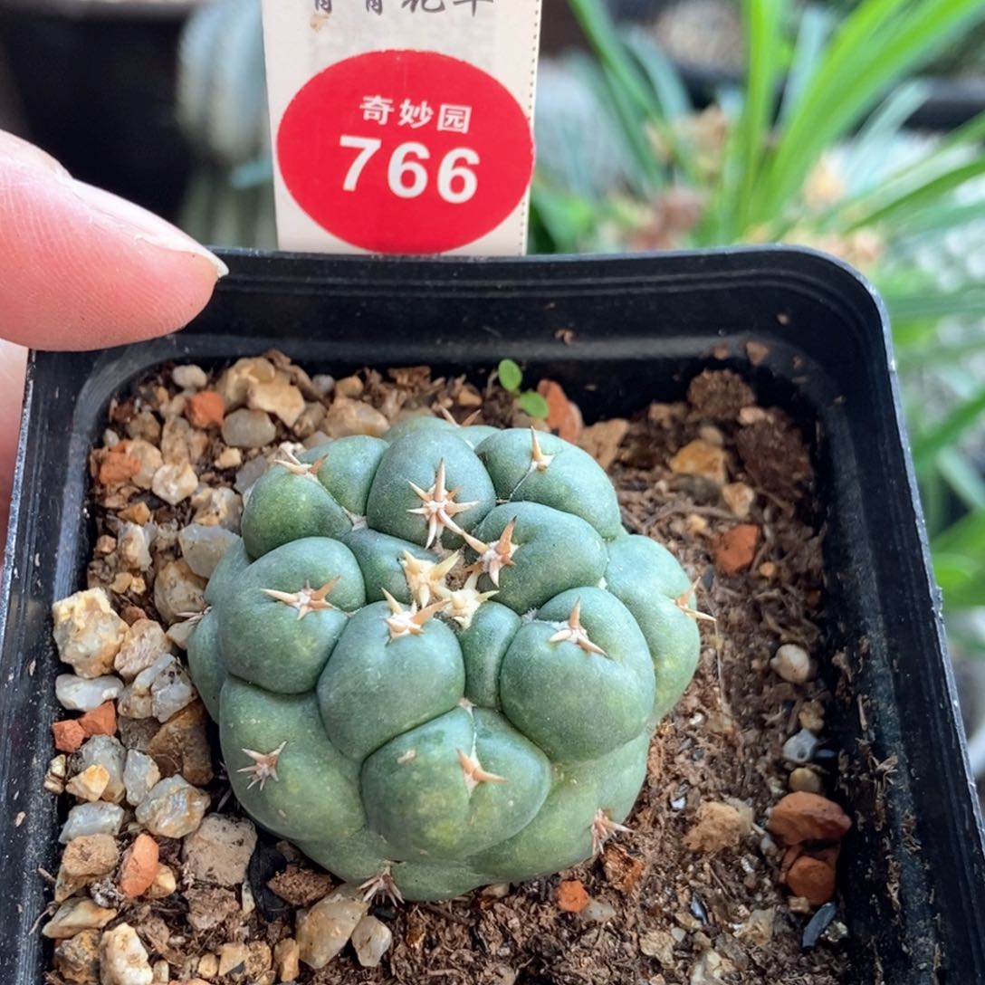 自根短豪刺象牙3.6cm