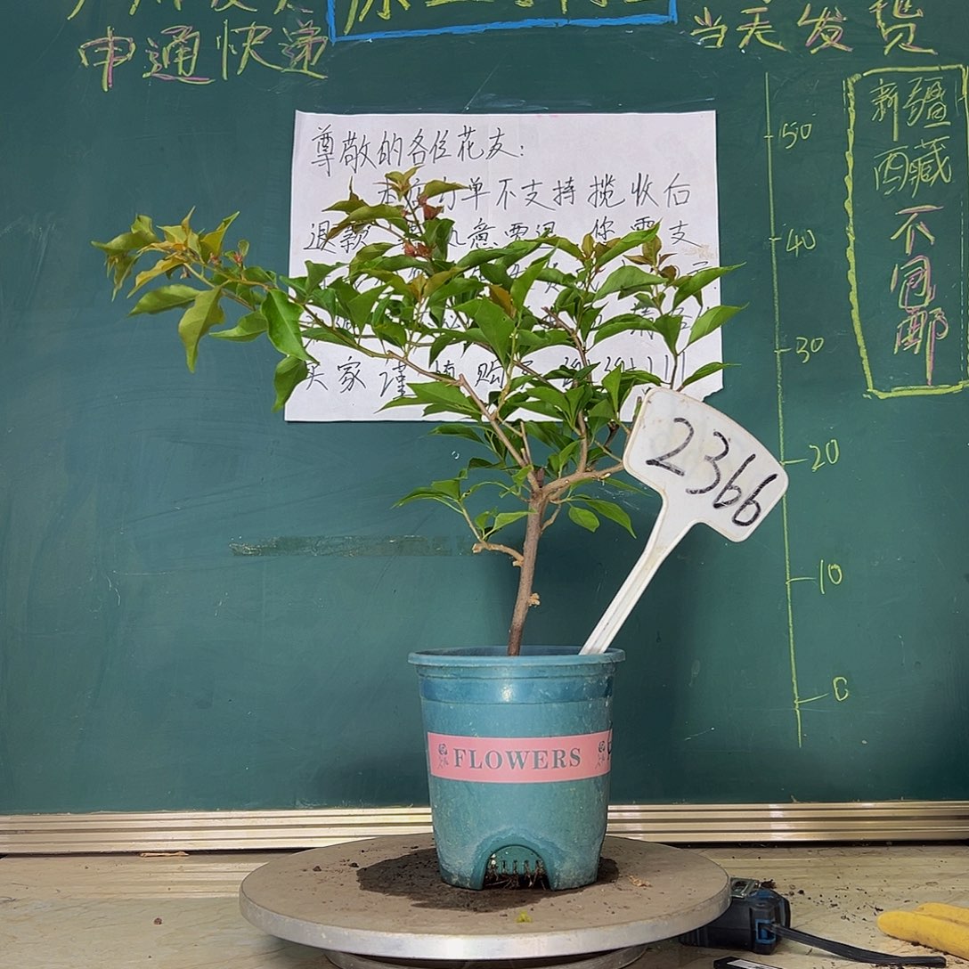 当前无花栽培后可以开花橙桑巴 2366