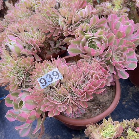 初***.多肉植物一个女巫