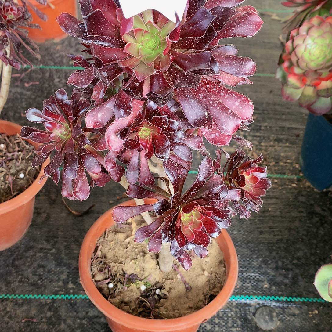 柒哥多肉园艺不包损336