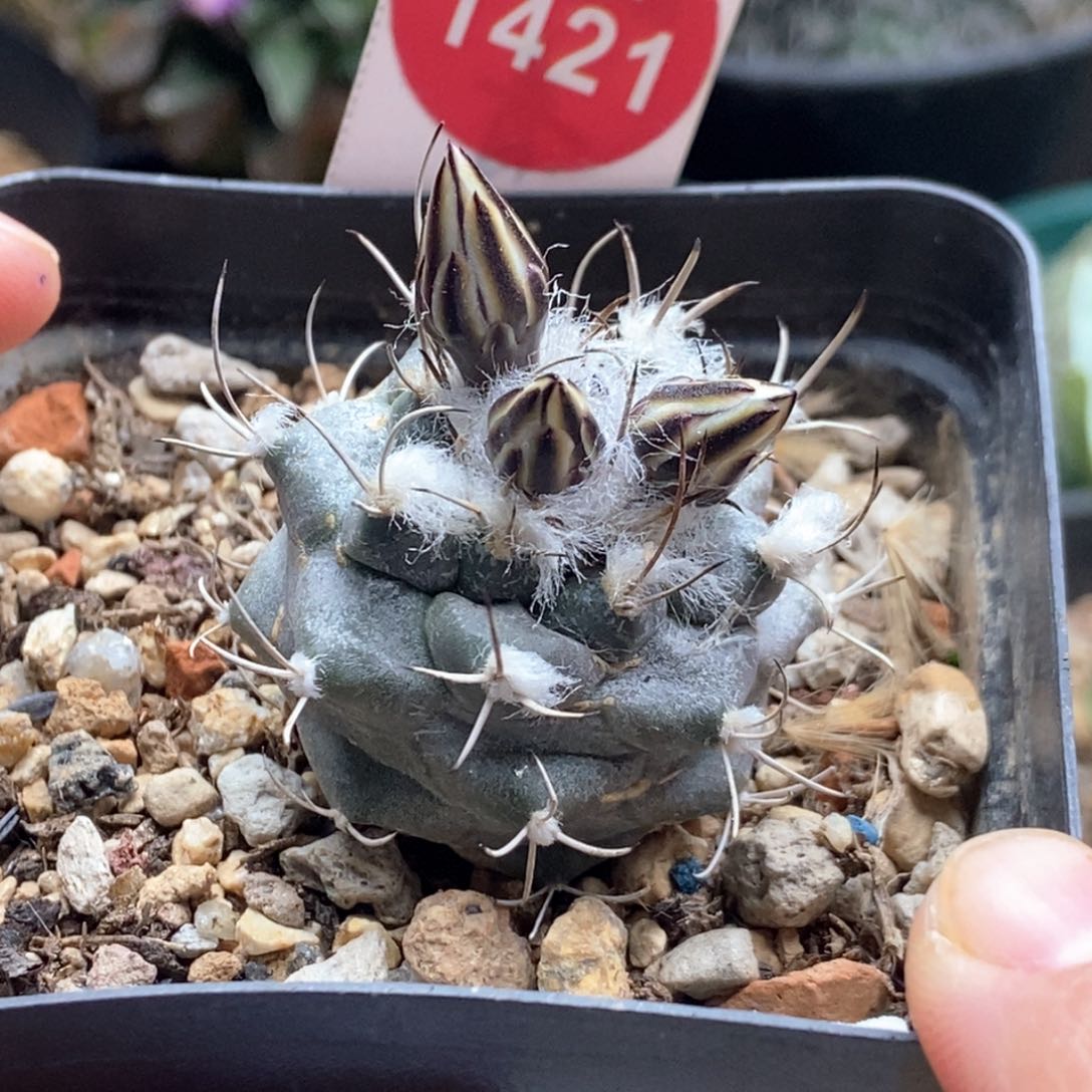 实生有雀斑雪顶娇丽3.3cm