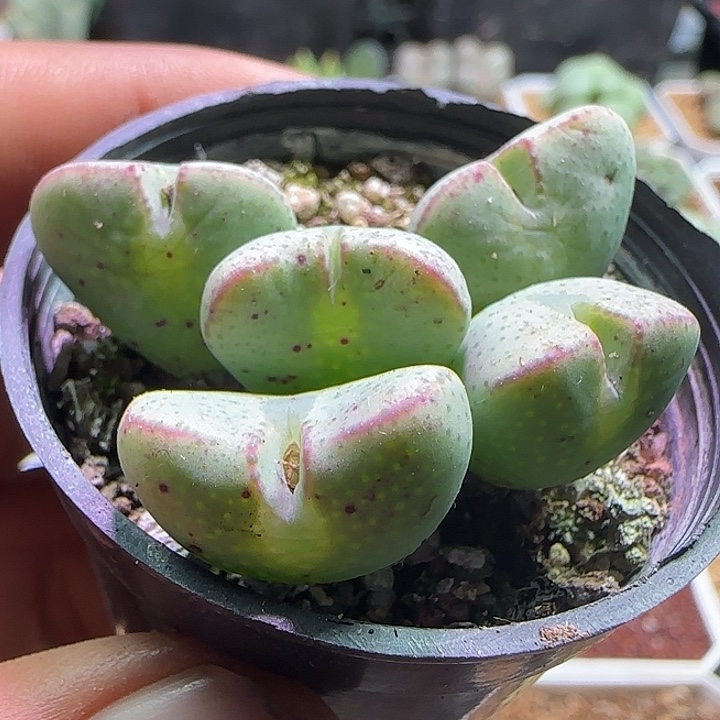     哈哈哈哈哈哈哈。 哈哈168