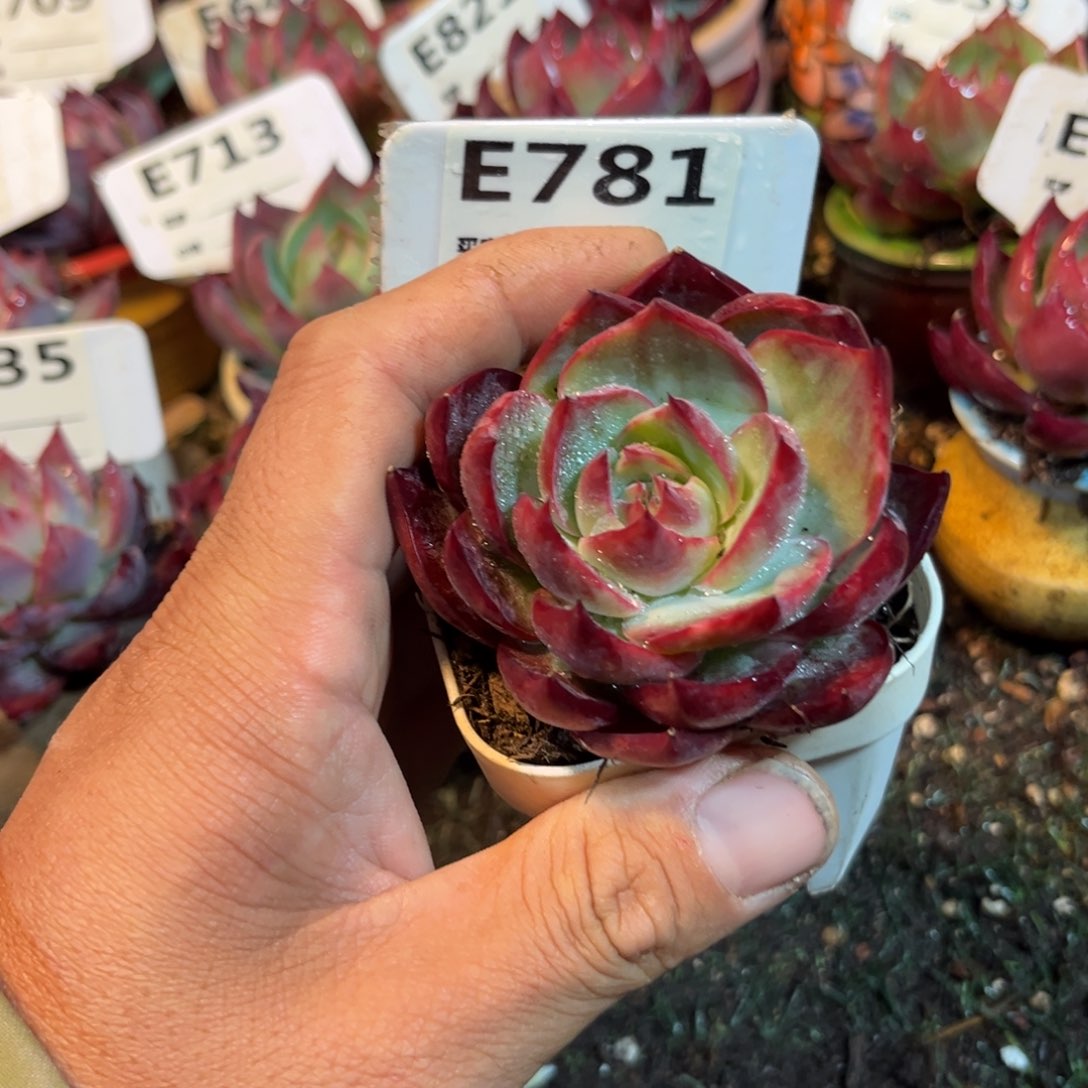 惊鸿一瞥781号多肉