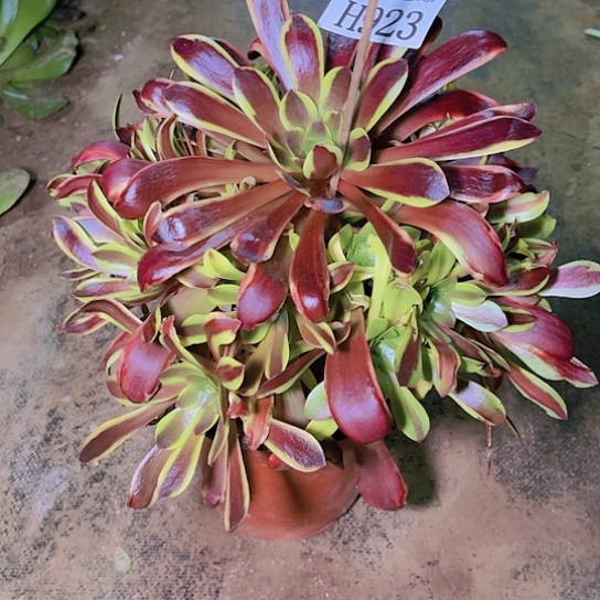 923欧佳丽多肉植物