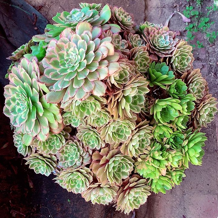 旧**心摘心粉黛，多肉植物