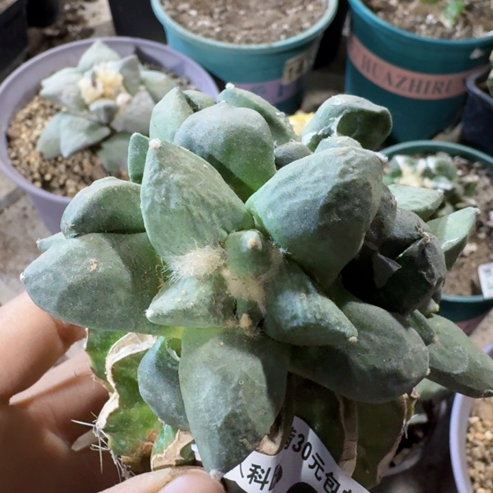 426丸叶怒涛群仙人球