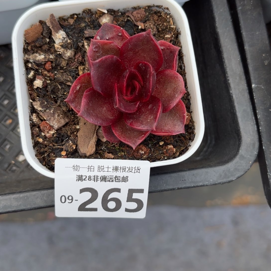 红灯多肉多肉多肉多肉