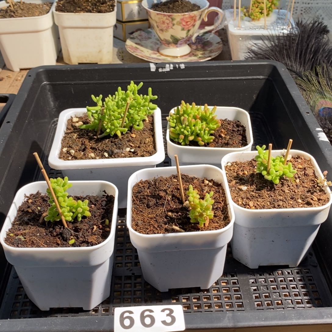 枝干番杏多肉植物663