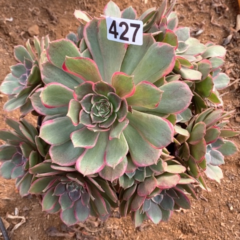 427粉花妖法师多肉植物