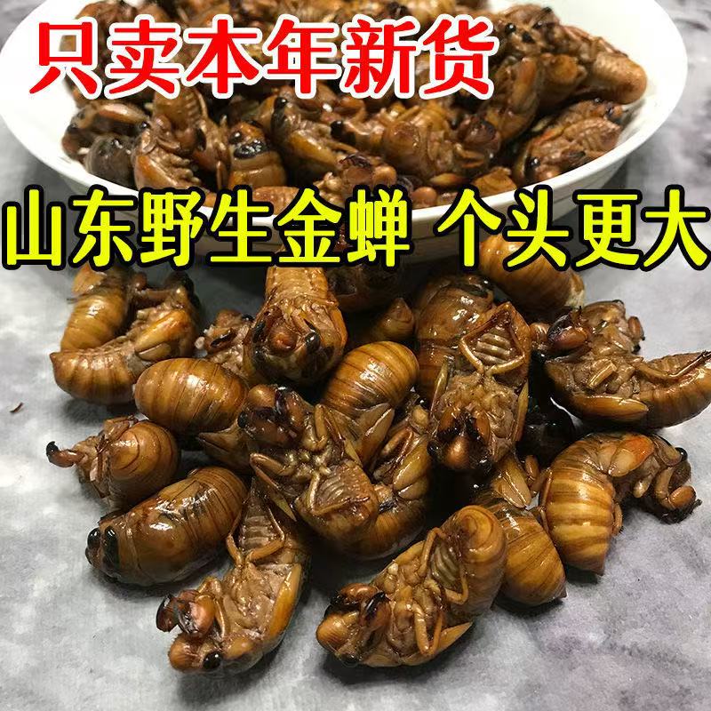 新鲜金蝉知了猴现捉现发顺丰冷链发货22-33