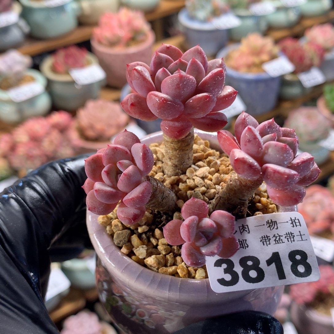 精控多肉植物3818