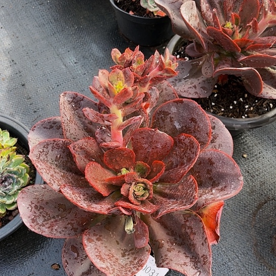 芳*中国红30031单头