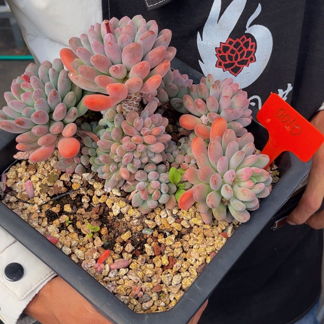 0010号上午多肉植物群生多肉