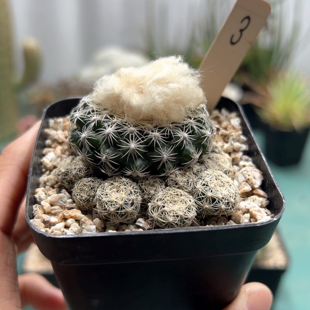比氏圆盘玉 侧芽繁殖脱土发货多肉