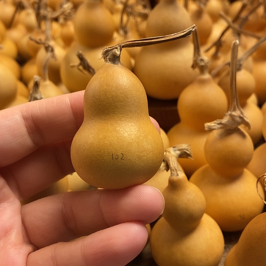 文玩葫芦 完美主义者 慎拍102