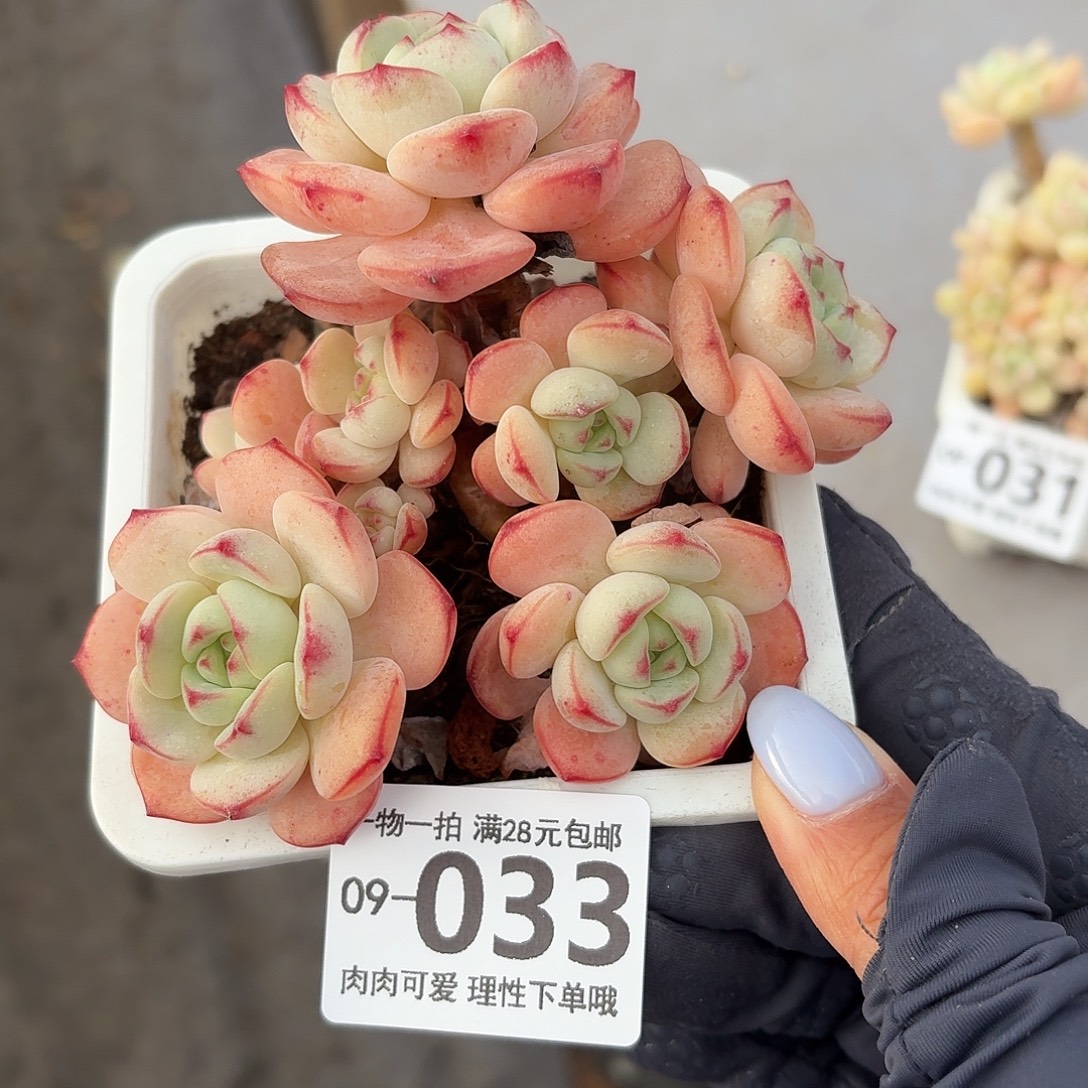 白底香草无盆无发货
