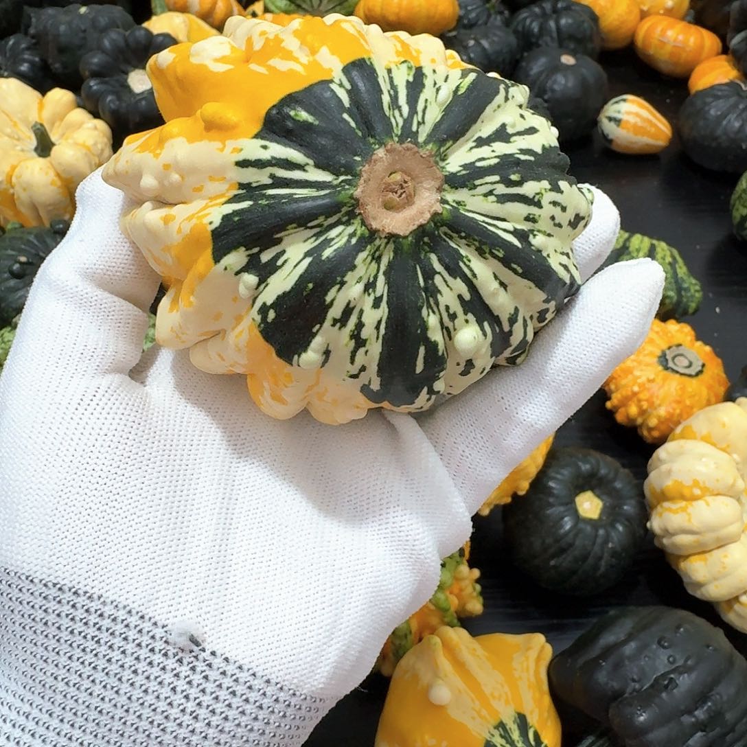 佰****樂墨西哥七彩葫芦青皮